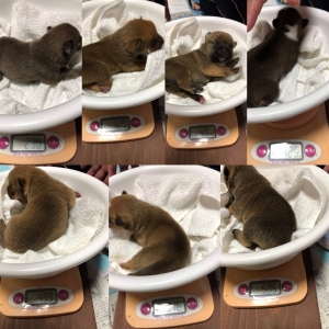 生後1週間のパピー達