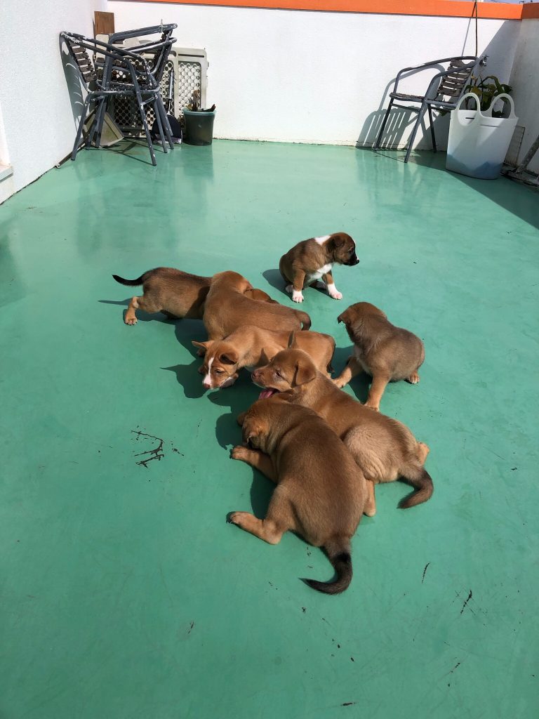 妊婦犬と出産と里親 時々雑感